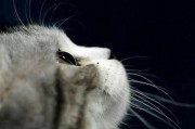 娱乐吃瓜君猫咪老师,娱乐吃瓜君的趣味解读